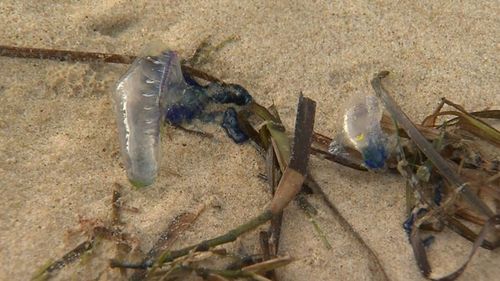 In the past month, more than 22,000 Queenslanders have required treatment for bluebottle stings.