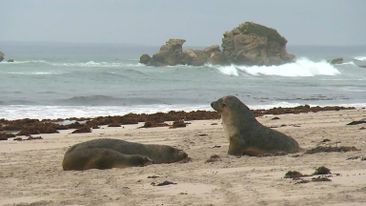 First endangered sea lion dies from bird flu