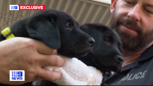 The newest four-legged police recruits are ready to sniff their way around the Northern Territory.