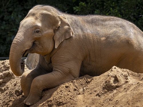 An elephant at Melbourne Zoo has suddenly died after being diagnosed with a virus, leaving his keepers "devastated."