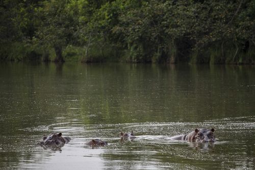 Hippos stay submerged in the lake at the Napoles Park in Puerto Triunfo, Colombia.