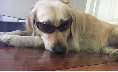 Sandy, a golden retriever, faces a 'Seize and Destroy' warrant. (Fiona Banwell)