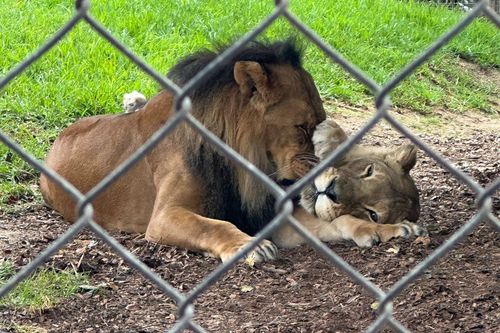 African lion Amani died at 23 after being put to sleep following her partner Mujambi's death at age 19, Adelaide Zoo confirmed.