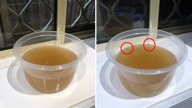 How to get rid of fruit flies using DIY method