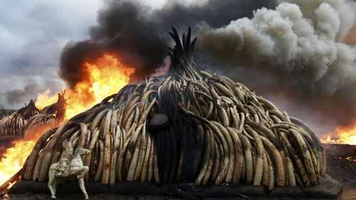 Stack of burning elephant tusks, ivory figurines and rhinoceros horns at the Nairobi National Park on April 30, 2016. (AFP)