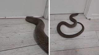 Snake on a Split Flap - Oat Foundry