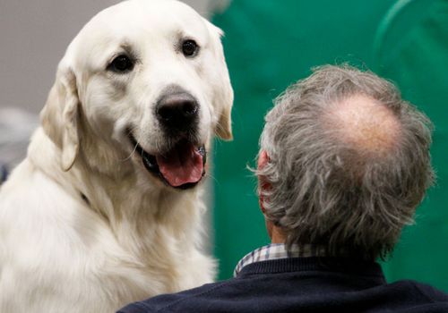 Labrador breeds are generally regarded as well tempered.