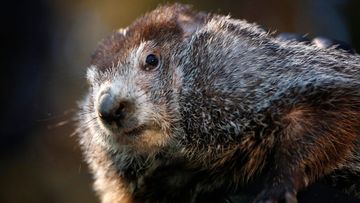 The top hat-wearing members of the Punxsutawney Groundhog Club's Inner Circle reveal Phil's forecast every February 2. (AP/AAP)