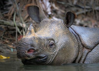 Javan rhino - Indonesia