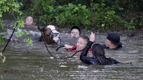More than 70 horses were rescued and taken to higher ground. (AAP)