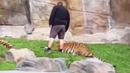 The handler stands over the tiger after appearing to abuse it. (Instagram)