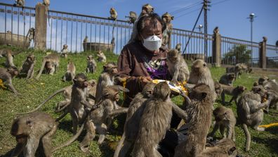 LOP BURI, THAILAND - NOVEMBER 28: Monkeys feast on a banquet provided to them by locals during the Lopburi Monkey Festival on November 28, 2021 in Lop Buri, Thailand. Lopburi holds its annual Monkey Festival where local citizens and tourists gather to provide a banquet to the thousands of long-tailed macaques that live in central Lopburi. This year the event was Lopburi&#x27;s main reopening event since Thailand opened to foreign tourists without having to quarantine on November 1. (Photo by Lauren D