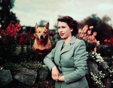 Queen Elizabeth with her Corgi Susan