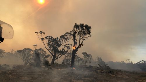 Three billion animals are estimated to have died and 24 million hectares of land was burnt in the 2019 - 2020 fires.