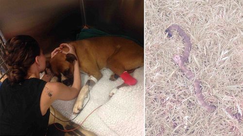Ms Shaw comforts ailing Mack; the tiger snake that attacked Mack lies dead in his owner's yard. (Jo Shaw/GoFundMe)
