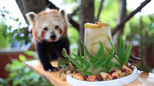 Adorable red panda celebrates sweet 16th with special fruit cake