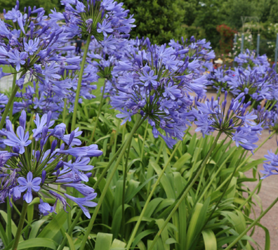The Agapanthus flowers at the centre of another neighbourly dispute.