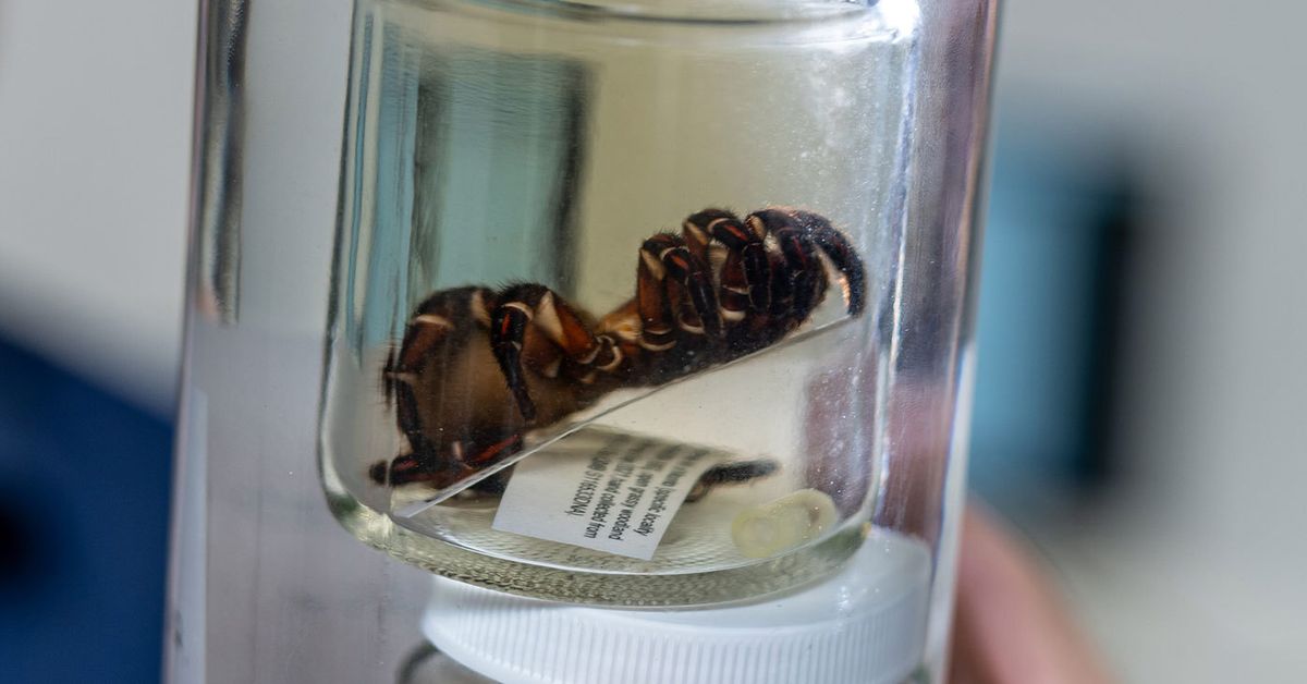 Rare and giant' trapdoor spider species, Euoplos dignitas, discovered in  Brigalow Belt - ABC News