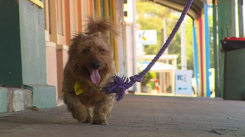 Rusty is a hit with Snowtown locals. (9NEWS)