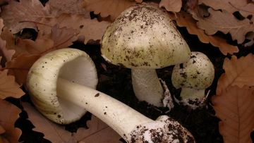 The first toxic death cap mushrooms of the year has been spotted. 