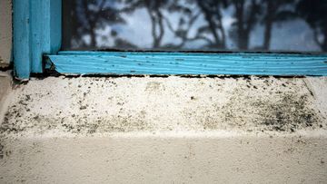 Mould at Mallacoota Pre School.