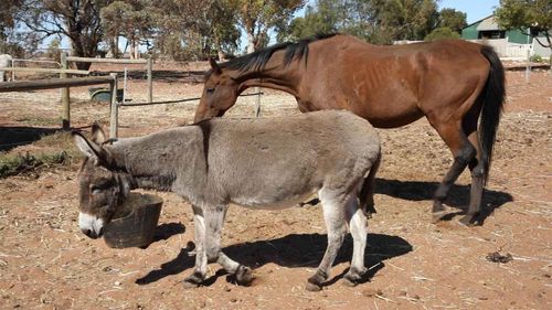 The horse and donkey were found in a terrible state of neglect.