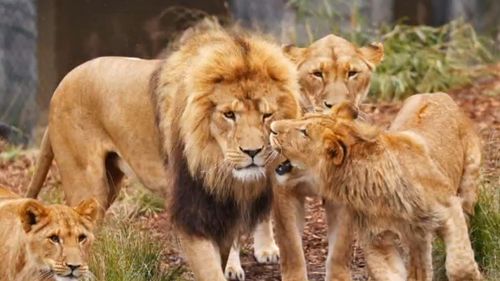 Taronga Zoo escaped lions