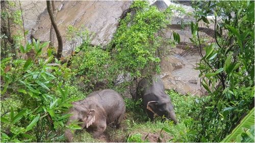 Five more elephants have been found down stream from a waterfall where another six were found last weekend.