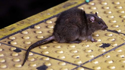Les rats sont omniprésents dans les métros de New York.