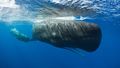 Researchers crack whale 'alphabet' louder than a rocket launch