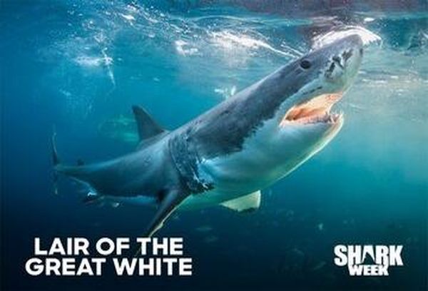Lair Of The Great White