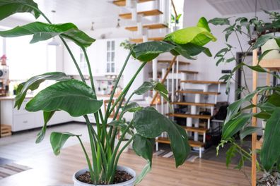 Home with many indoor plants