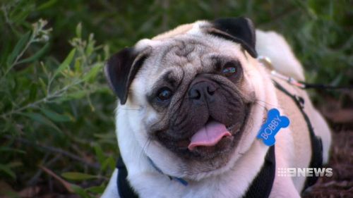 West Australians are spending a fortune on pet insurance. (9NEWS)