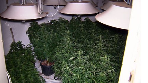 Police found hundreds of cannabis plants.