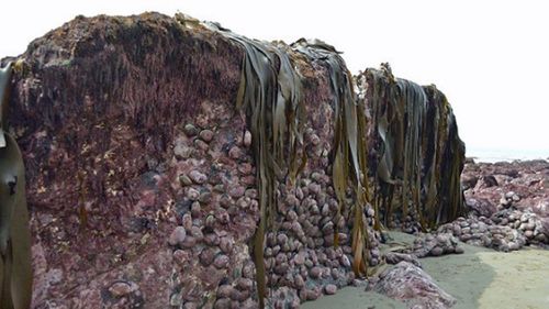 The lifted seabed covered in oceanlife. Photo: Anna Redmond.