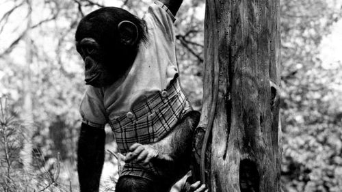 J Fred Muggs emeklilik sonrası Florida'da.