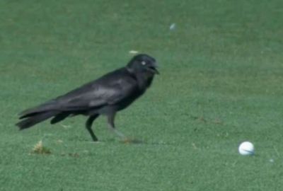 <b>A feathered robber invaded the Australian PGA Championship when a crow flew off with Samuel Eaves’ ball during the second round.  </b><br/><br/>Eaves was playing the par-five 15th at the Royal Pines Golf Resort when the thief swooped down onto the fairway and nicked off into thick shrub with the ball.<br/><br/>However, officials were able to recover the stolen item and Eaves walked off the hole with, wouldn’t you know it, a birdie.<br/><br/>Check out the cheeky heist and other clips of fellow members of the animal kingdom invading the fairways...<br/><br/><br/>