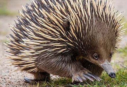 Echidna (Getty)