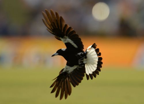 Magpies swoop to ward of threats to their chicks.