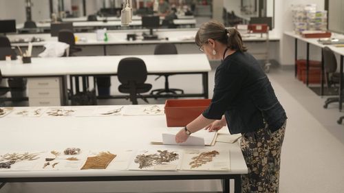 Australia's biggest and newest Herbarium has opened in Sydney's west housing more than a million plant specimens. 