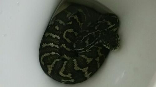 Queensland snake in toilet