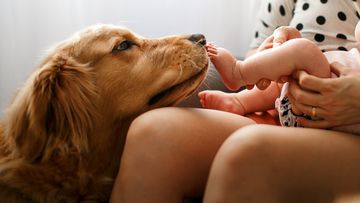 Golden Retriever licking a baby&#x27;s feet at home. Dog with baby. Dog and baby.