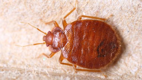 A bedbug