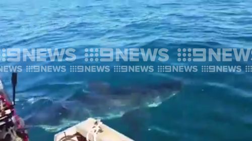 The close encounter was caught on camera. (9NEWS)
