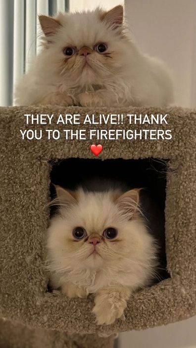 Cara Delevingne cats after house fire