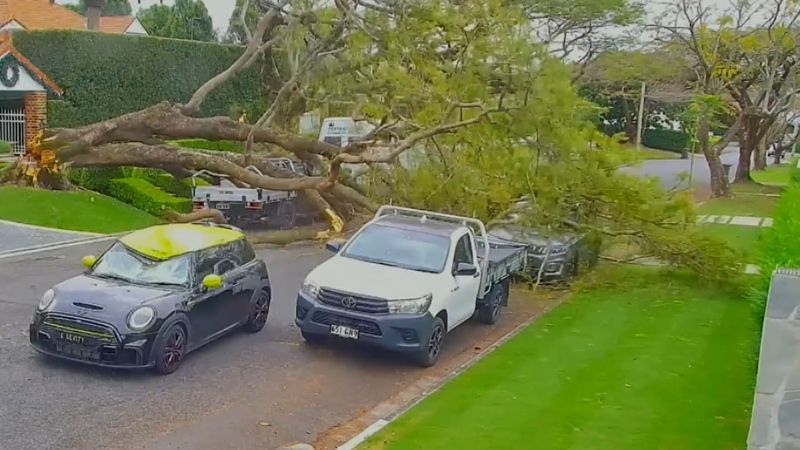 Stunning footage shows tree smashing car | Nine.com.au