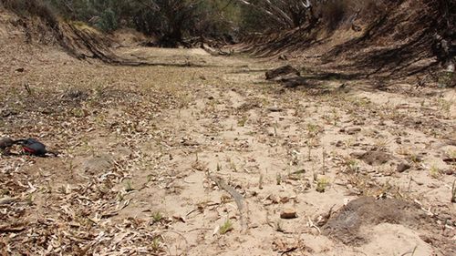 Drought reveals ancient boomerangs hidden in Cooper Creek