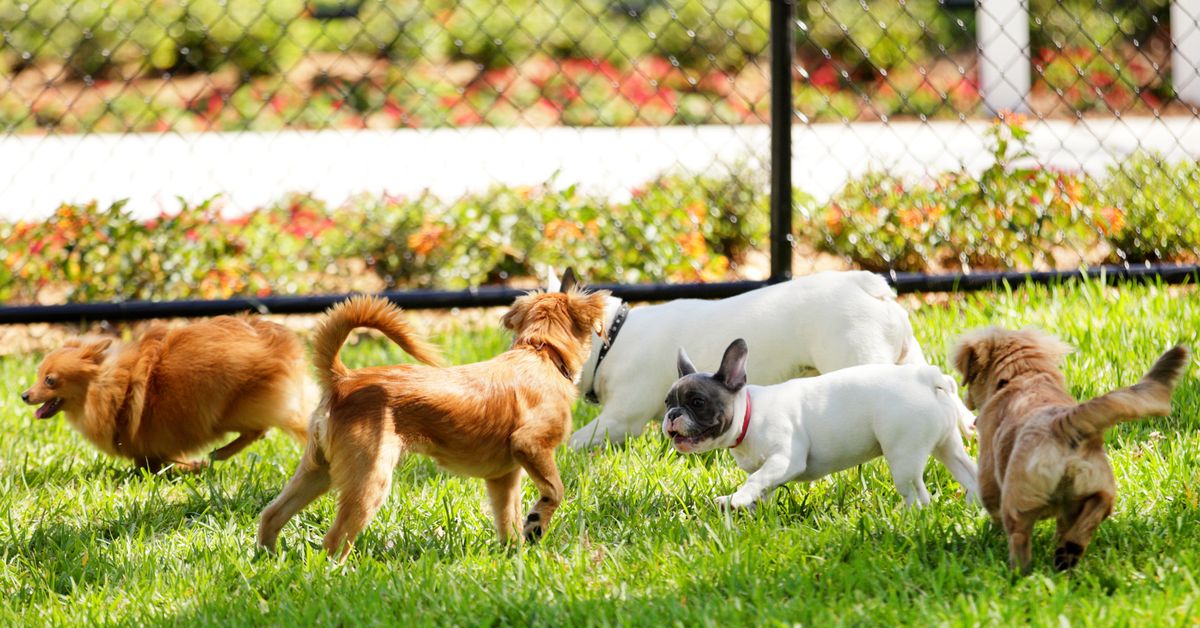 Top 10 best dogfriendly parks in Melbourne 9Honey