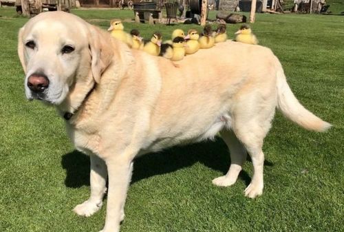 Fred with his new brood. (Facebook)