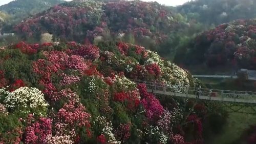 A blooming of azaleas in China's southwest has transformed the wilderness into a sea of white, pink and red. (AP)